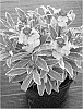 Erysimum%20x%20hybrida%20%27WALFRASTAR%27
