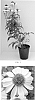 Echinacea%20x%20hybrida%20%27Balsomselo%27