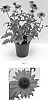 Echinacea%20x%20hybrida%20%27Balsomsed%27