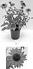 Echinacea%20x%20hybrida%20%27Balsomsed%27