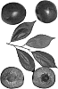 Interspecific%20Prunus%20species%20%27Bella%20Jewel%27