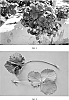 Fragaria%20x%20ananassa%20%27DrisStrawEighteen%27