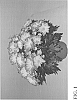 Chrysanthemum%20x%20morifolium%20Ramat.%20%27Zanmubrilli%27