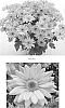 Chrysanthemum%20x%20morifolium%20%27CIDZ0014%27