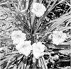 Hemerocallis%20hybrid%20%27SPd%2006-13%27