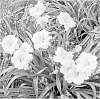 Hemerocallis%20hybrid%20%27SPd%2006-16%27