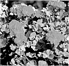 Pelargonium%20zonale%20%27KLEPZ10238%27