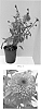Echinacea%20x%20hybrida%20%27Balsceras%27