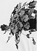 Heuchera%20hybrid%20%27Binoche%27