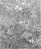 Hypericum%20androsaemum%20%27Bosafir%27