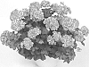 VARIETY%20OF%20PELARGONIUM%20PLANT%20NAMED%20%27PACNEAMEX%27