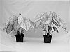 Caladium%20plant%20named%20%27UF-48-5%27