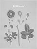 Rosa%20hybrida%20%27KORburox%27