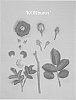 Rosa%20hybrida%20%27KORburox%27