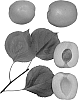 Interspecific%20Prunus%20species%20%27Kylese%27