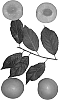 Interspecific%20Prunus%20species%20%27Newroot-2%27