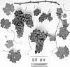 Vitis%20vinifera%20%27Sheegene-20%27
