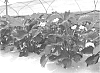 Fragaria%20ananassa%20Duch%20%27DELY%27