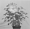 Hibiscus%20moscheutos%20%27Extrepink%27