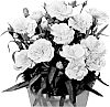 Dianthus%20caryophyllus%20%27KLEDP10105%27
