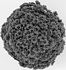 Chrysanthemum%20x%20morifolium%20%27Granata%20Red%27