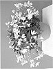 Begonia%20pendula%20%27BKBEWPF%27