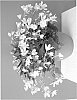 Begonia%20pendula%20%27BKBEWPF%27