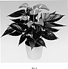 Anthurium%20andreanum%20L.%20%27Anthzupap%27