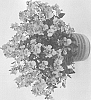 Diascia%20barerae%20%27DGENT31%27