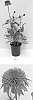 Echinacea%20x%20hybrida%20%27Balscoberr%27