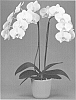 Phalaenopsis%20orchid%20plant%20named%20%27Sugarbowl%27