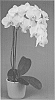 Phalaenopsis%20orchid%20plant%20named%20%27Durango%27