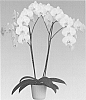 Phalaenopsis%20orchid%20plant%20named%20%27Winterday%27