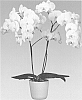 Phalaenopsis%20orchid%20plant%20named%20%27Rubicon%27