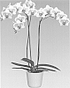 Phalaenopsis%20orchid%20plant%20named%20%27OCTOPUS%27