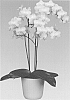 Phalaenopsis%20orchid%20plant%20named%20%27VENTURA%27