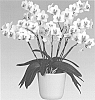 Phalaenopsis%20orchid%20plant%20named%20%27Prima%20Piano%27