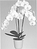Phalaenopsis%20orchid%20plant%20named%20%27Dame%20Blanche%27