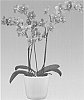 Phalaenopsis%20orchid%20plant%20named%20%27Humming%20Bird%27