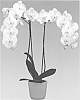 Phalaenopsis%20orchid%20plant%20named%20%27Silver%20Light%27