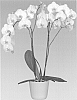 Phalaenopsis%20orchid%20plant%20named%20%27Trivium%27
