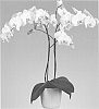 Phalaenopsis%20orchid%20plant%20named%20%27Baby%20Seal%27