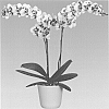 Phalaenopsis%20orchid%20plant%20named%20%27Troubadour%27