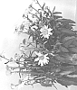 Leucanthemum%20hybrid%20%27LWMWH03-0%27