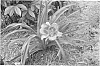 Hemerocallis%20hybrid%20%27VT%20Spirit%27