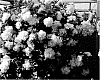 Petunia%20hybrida%20%27KLEPH10184%27