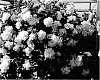 Petunia%20hybrida%20%27KLEPH10184%27