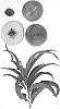 Prunus%20persica%20%27Burpeachtwentysix%27