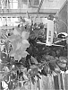 Mandevilla%20sanderi%20%27Gendipbic%27