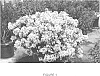 Lagerstroemia%20L.%20%27PIILAG-I%27